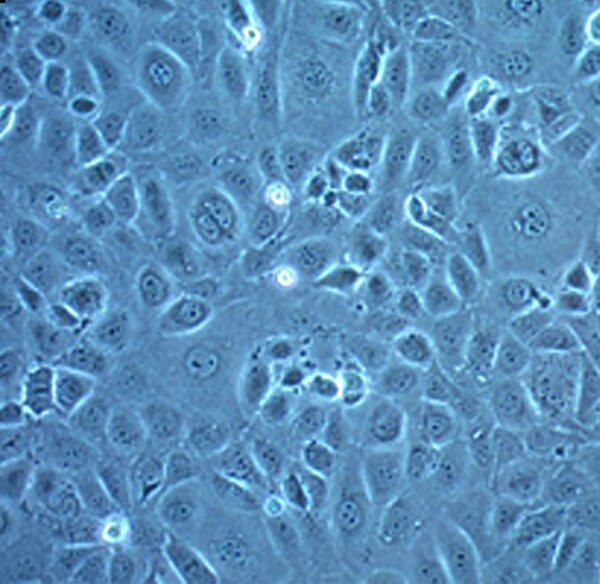 MEC1 Mouse Embryonic Epicardial Cell Line | SCC187